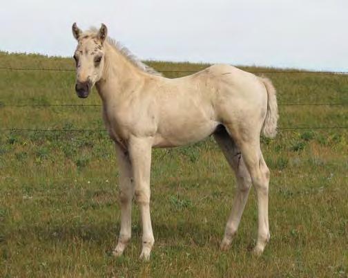 This colt has a strong resemblance to his grand dam Gene s palomino heel horse.