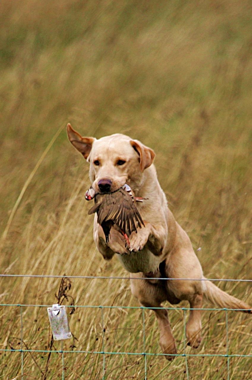 THE KENNEL CLUB SHOW GUNDOG WORKING CERTIFICATE Regulation J(F) HISTORY In the early history of the Show World all Gundog Champions were required to pass a working qualification.