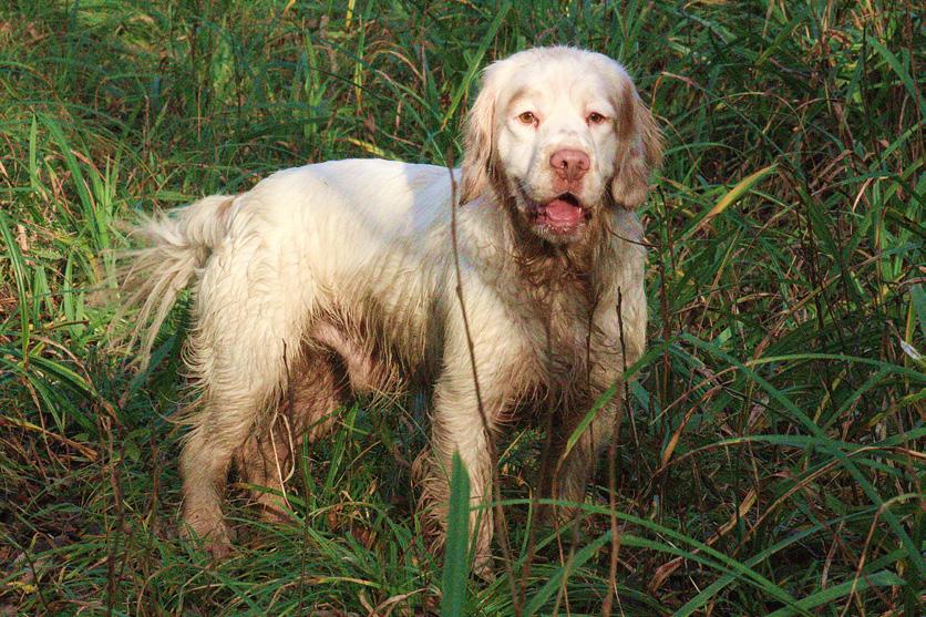 ETIQUETTE AND CONDUCT There is an established code of conduct expected at Field Trials and this applies equally to Show Gundog Working Certificate Days.