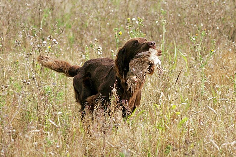 AT A SHOW GUNDOG WORKING DAY These are organised by a number of registered societies in the UK and are run entirely for the purpose of Show Gundogs to achieve the SGWC.