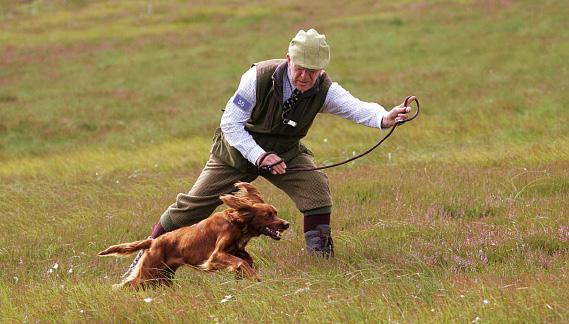 METHOD OF ACHIEVEMENT The granting of a Show Gundog Working Certificate will be at the discretion of the Judges at the meeting, and two Judges, one of whom must be an A Panel Judge, must sign the