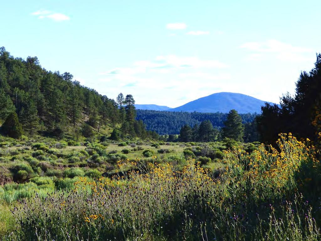 Nestled beneath the summits of Fox Mountain and Gallo Peak (guy-yo), in the Apache-Sitgraves National Forest, lies the Gallo Mountain Ranch.