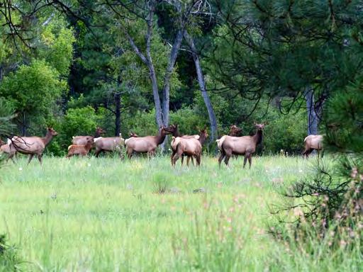 Hunting Gallo Mountain Ranch, and the forest surrounding it, offers some of the nations