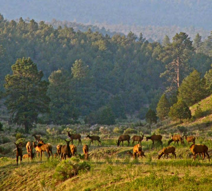 year, providing its owner with an unrivaled elk hunting experience.