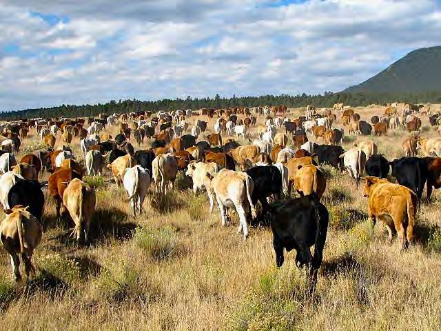 Cattle Operations Gallo Mountain is a seasonal yearling ranch and runs up to 700 plus head from approximately mid May through mid October.
