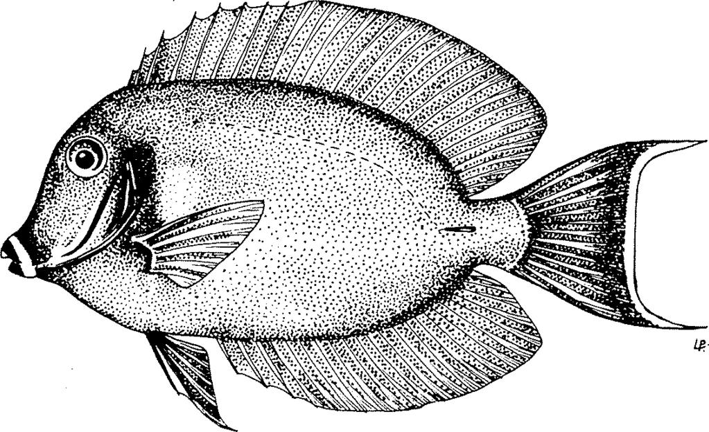 DISTINGUISHING CHARACTERS OF SIMILAR SPECIES OCCURRING IN THE AREA Acanthurus pyroferus: dorsal fin with 8 spines and 27 or 28 soft rays (9 spines and 28 to 30 soft rays in A.