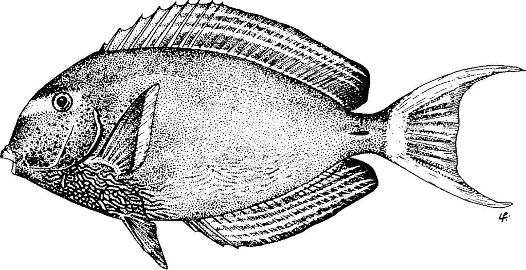 DISTINGUISHING CHARACTERS OF SIMILAR SPECIES OCCURRING IN THE AREA : Acanthurus xanthopterus : caudal fin not marked with small dark spots; outer third of pectoral fins yellow; an indistinct
