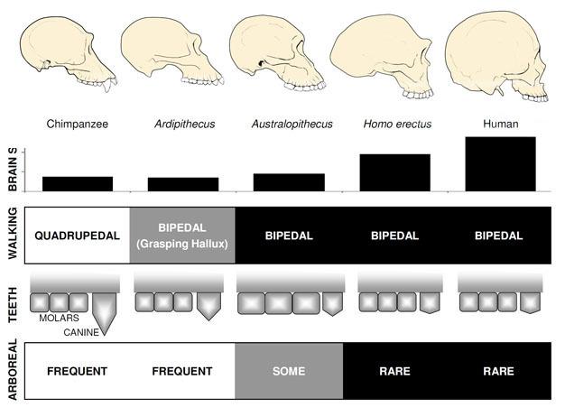 Figure 2: Anatomical comparisons of apes, early hominins, Australopithecus, Homo erectus, and humans. A male chimpanzee skull is shown as an example of modern apes.