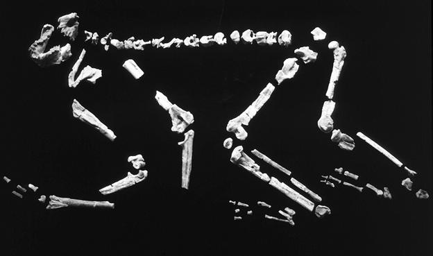 110 Chapter 4 FIGURE 4.3. The skeleton of Nacholapithecus.