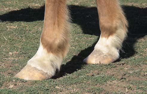 Above you can see the extremely long toes of the front feet. This is putting an increased strain on all the structures of the back of the forelegs and forearms (tendons, ligaments and muscles).