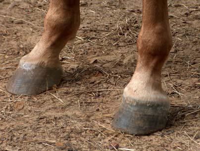 If you suspect your horse's abnormal hoof growth may be due to an imbalance in the body, consult with your equine healthcare team to help identify the problem and develop an appropriate treatment