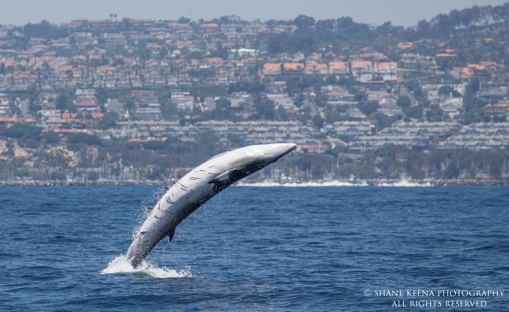 Figure 2: Minke whale breaching repeatedly in front of Dana Point Harbor. Notice the many Penella copepods attached to its body.