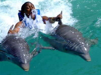 You might not know it but everyone loves dolphins! So why not go swimming with them then?