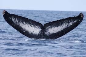 Here are a few of the most interesting observations we documented this year: One whale, which we have nicknamed Beautiful (for the beautiful pattern on his flukes), was re-sighted for the third year
