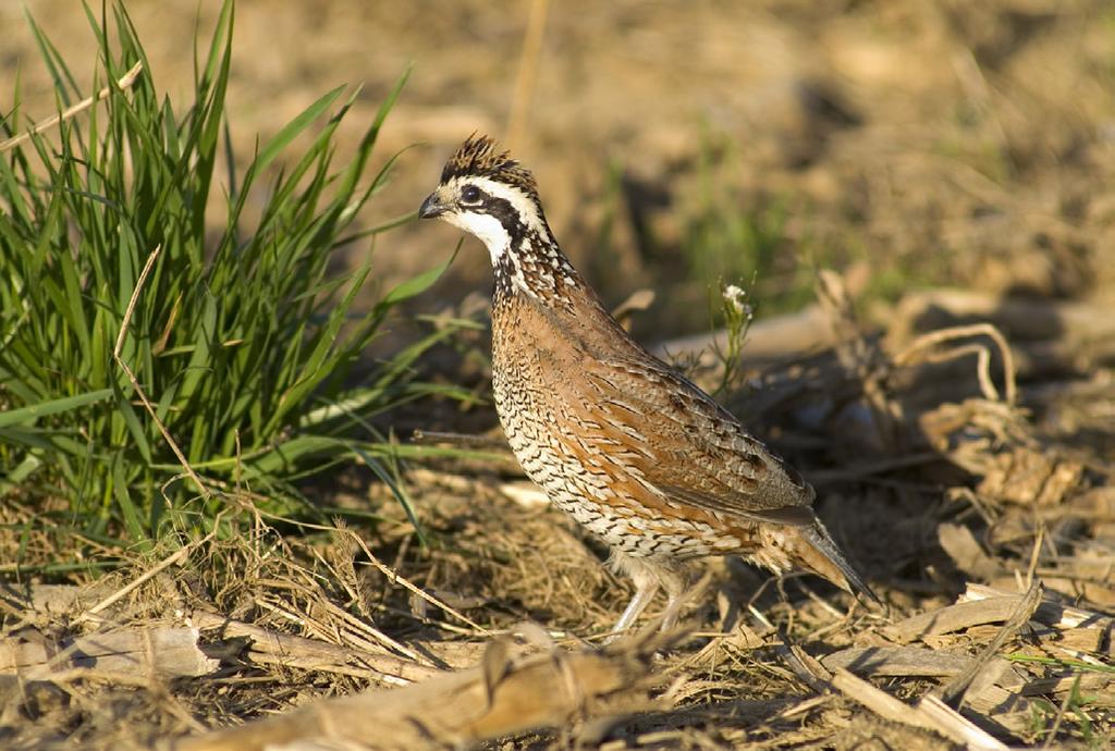WILDLIFE Controlling Predators to Increase Quail Populations Looking for guidance as to when, where, and how predator management can and should be implemented to increase quail population?
