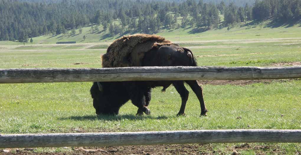 The Helena Lewis and Clark National Forest s 1.8 million acres are in close proximity to the ranch and the state elk refuge is located nearby.