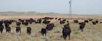 Gibbs Cattle Co - Harrison, Nebraska Headquarters for Heterosis Crossbred cows producing Composite sired calves provide a 23.