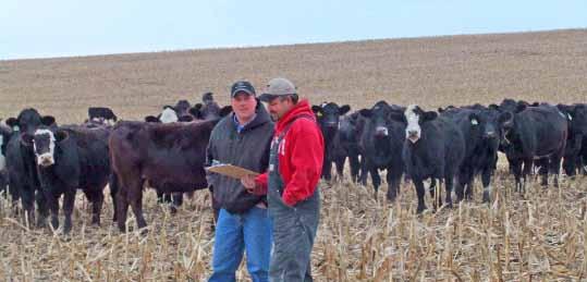 Pen C Nichols Best SX-1 Bulls Justin Dammann visits with Ross Havens about cross-breeding plans that will maximize heterosis and increase profit in his herd, which is located near Essex, Iowa.