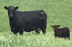 3 +69 +107 +8 +24 +58 Nichols Hybrid Bull Gibbs Ranch, Harrison, Nebraska.5.40 -.