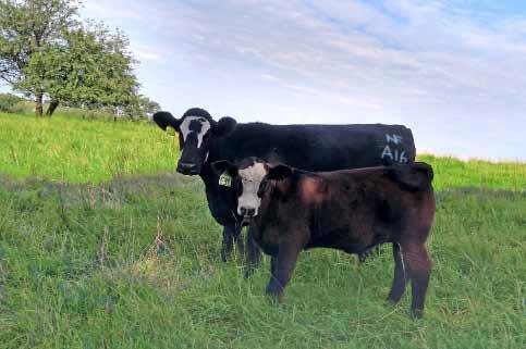 Pen D Nichols Best SX-1 Bulls A young daughter of Nichols Real Quiet W195 pictured with her mid-march calf on July 4th.