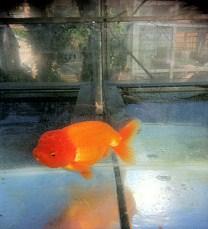 Like the interim standard of last year the AMGK will be the first national goldfish society to incorporate the standard into the open show in June.