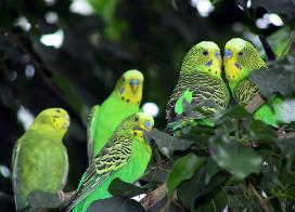 Please check our website to check see if the budgies will