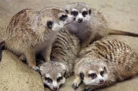 Lemurs Meerkats