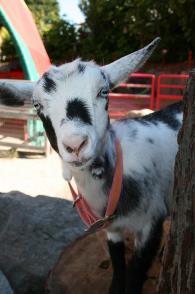 Please check our website to see if goats will be accessible