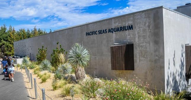 The new Pacific Seas Aquarium is officially open and home to hammerhead sharks, sea turtles, eagle rays, Japanese spider crabs, wolf-eels, leopard sharks and an amazing Tidal Touch Zone.