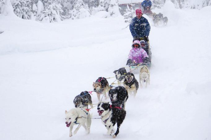 FUN ACTIVITIES FOR EVERYONE dog sled tours Try this truly Canadian