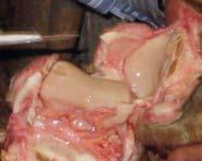 Many basic dissections will stop at this point, but I like to cut into the coffin joint and remove the navicular bone.