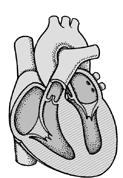 gif Circulatory System Respiratory System CO2 O 2 CO 2 O 2 Capillary Alveolus Red