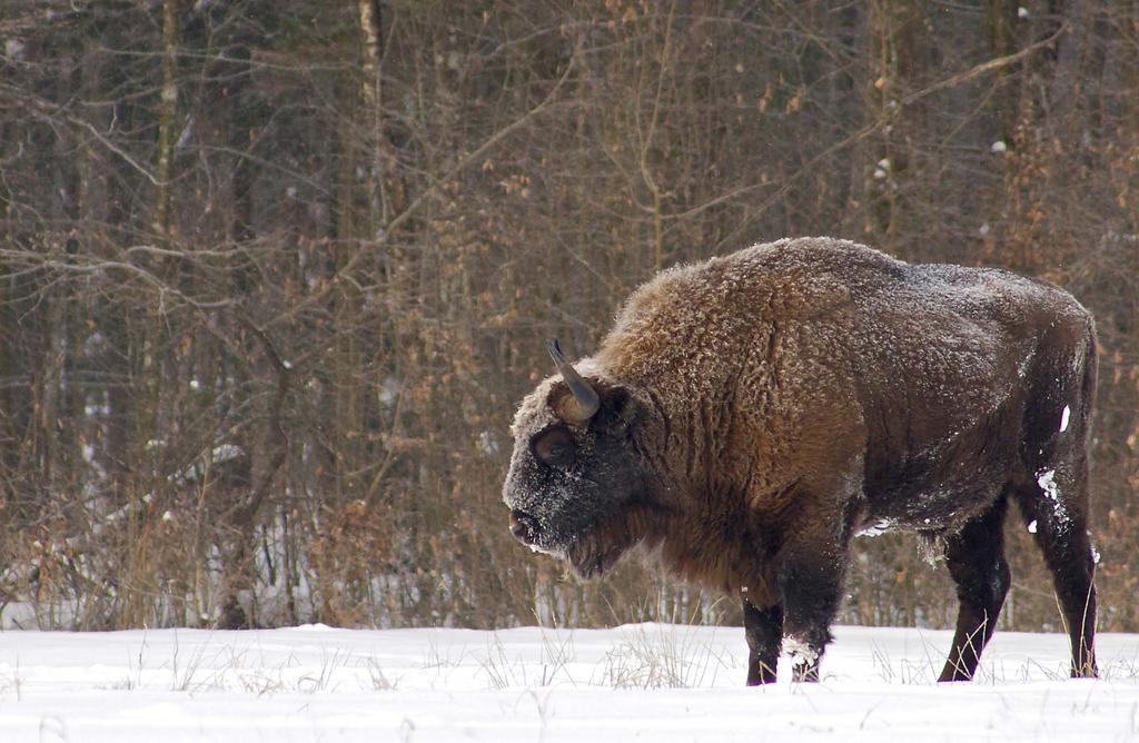 Spotlight 98 THE EUROPEAN BISON KING OF THE PRIMEVAL FOREST The secret life and habits of the last