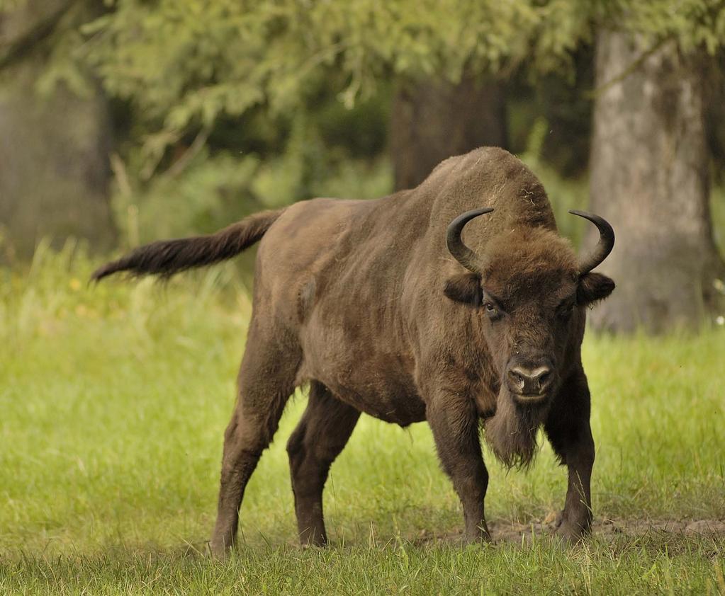 107 Raw, primeval power at its best as a large bison bull offers a rare display of nervousness. This species can display surprising agility despite its massive size.