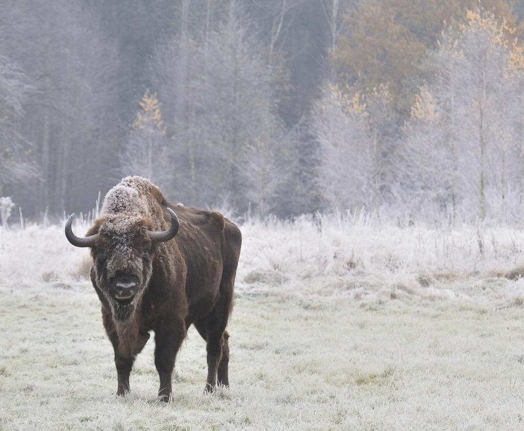 101 A huge adult bull in the frozen winter landscape of the Bialowieza National Park, a large protected area straddling the border between Poland and Belarus.