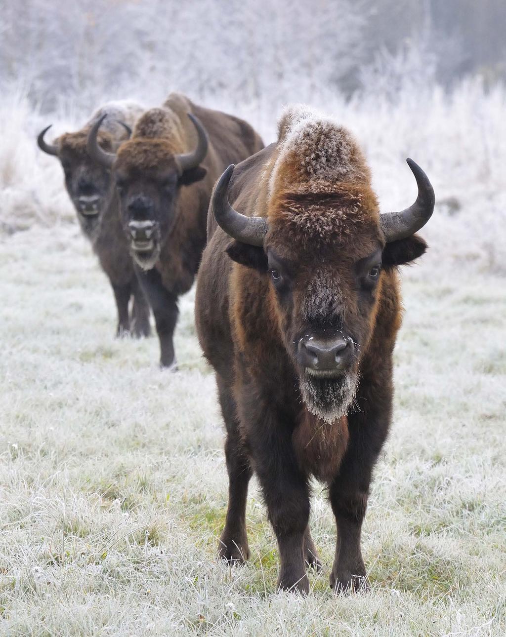 Young bison males in winter acquire a heavy, shaggy mane of