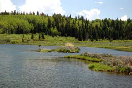 LIVE WATER: Three streams converge on the Lookout Mountain Ranch, offering good private wade fishing opportunities along cutbanks, numerous beaver ponds, and willow-lined runs for approximately 2.