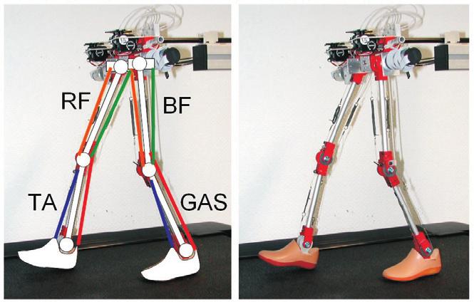 Seyfarth, Iida, Tausch, Stelzer, Stryk, Karguth / Towards Bipedal Jogging as a Natural Result 259 Fig. 2. The arrangement of elastic structures spanning the ankle, knee and hip joints in the JenaWalker II.