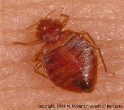 BED BUGS by Michael F. Potter, Extension Entomologist University of Kentucky College of Agriculture Most householders of this generation have never seen a bed bug.