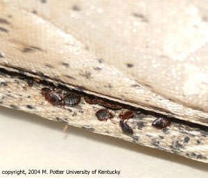 Controlling Infestations Bed bugs are challenging pests to control. They hide in many tiny places, so inspections and treatments must be very thorough.