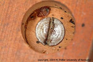 Bed bugs hidden beside a recessed screw under a nightstand. During the early stages of a bed bug problem, the pests tend to congregate mostly in beds and other sleeping areas.