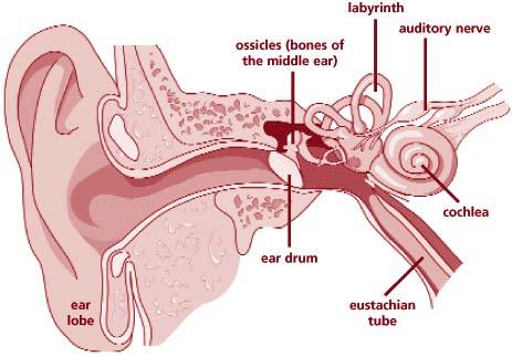 MIDDLE EAR AND SINUS PROBLEMS II - A - 3 DEFINITION OBJECTIVE - Climbs and descents can sometimes cause ear or sinus pain and a temporary reduction in the ability to hear - To teach the student the