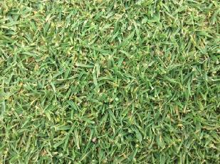 Figure 2: A key objective was to reduce nitrogen inputs to the greens this year and this has worked very well.