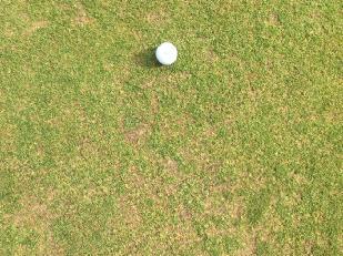 This green has struggled of late and grass cover has retreated in response to anthracnose disease and leatherjacket activity.