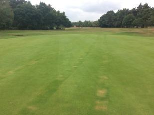 Figure 9: Fairy ring activity was mostly confined to the front of the 17 th green where a Type 1 fairy ring is currently damaging the turf.