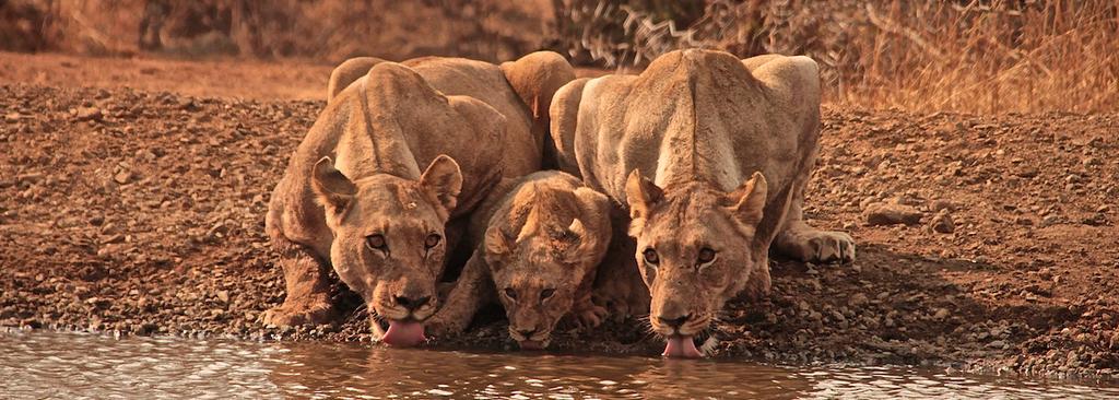 3 DAY GUIDED KRUGER PARK SAFARI THE LION TRAIL OVERVIEW To Safari is to Journey. It s a voyage of discovery out in the African savanna.