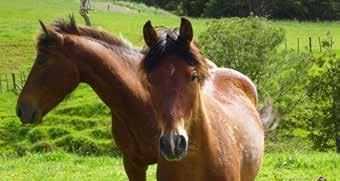Manu 2yo, EMH 14hh, Gelding Just the most gorgeous pony. Manu is an absolute sweetheart.