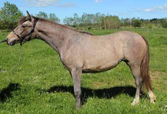 2hh, to be gelded In the process of being handled, and will be gelded as soon as he s ready.