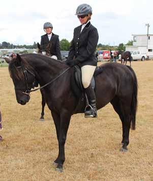 Beauty 4yo, 14hh, Mare Beauty is a super quiet mare, a bit of a kick along pony. Lovely calm nature, floats, trucks, easy to trim feet, tie up, catch, etc.