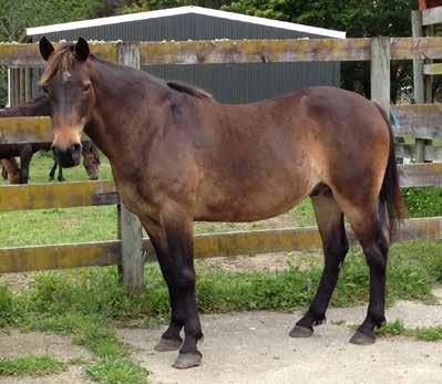 KHH Barney 10yo, Gelding Barney came into KHH care severely damaged. He has been in KHH care for over a year now and has made huge progress in this time.